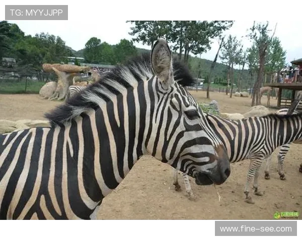 从No23动物园到TikTok靴子落地 体育赛场商业变现与健身立法风向